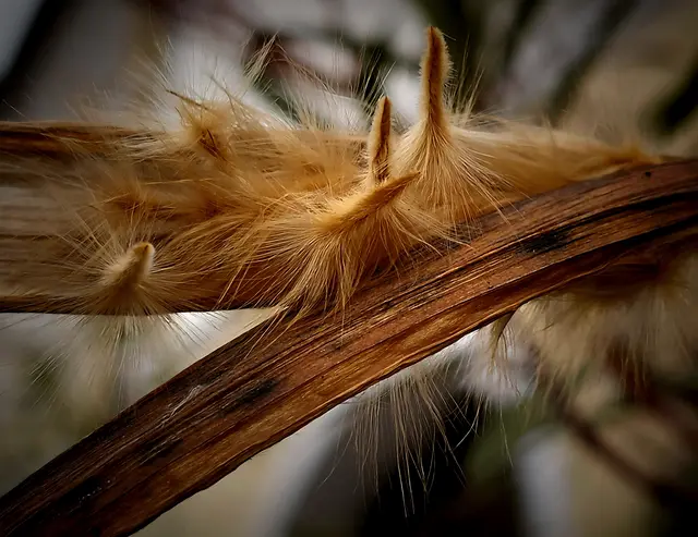 Oleander-Balgfrüchte | Foto: Margarete Czerwinski