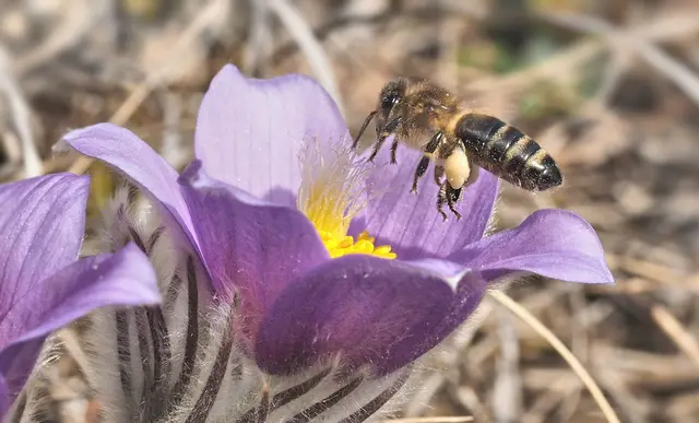 Die emsige Biene | Foto: Elfriede Lungenschmied