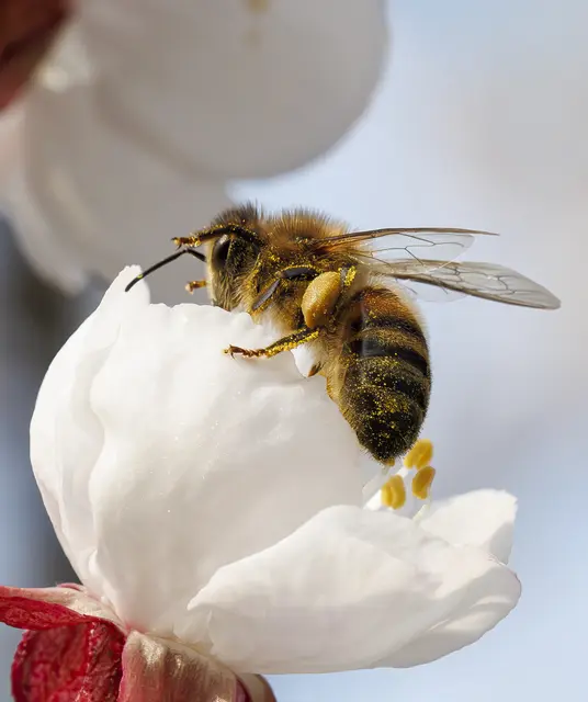Viele Bienen tummeln sich bereits bei den Blüten. | Foto: Thomas Berwein