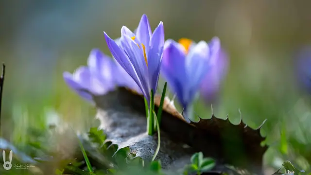 Frühlingserwachen | Foto: Harald Haselsteiner