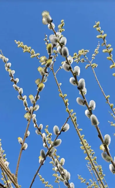 Die ersten Frühlingsboten | Foto: Birgit Schinnerl