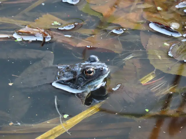 Erdkröte | Foto: Alfred Schmutz