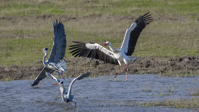 Weiß trifft auf Grau | Foto: Angela Klug