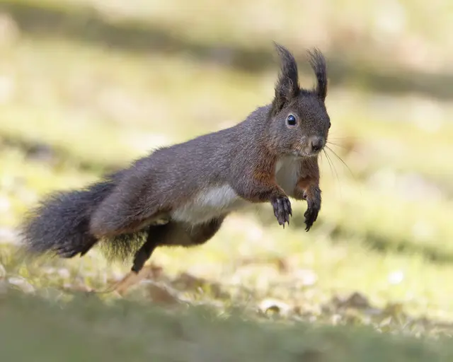 Eichhörnchen im Sprung erwischt. | Foto: Thomas Berwein