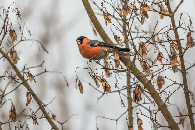 Singvogelfang vielleicht bald nicht mehr Kulturerbe