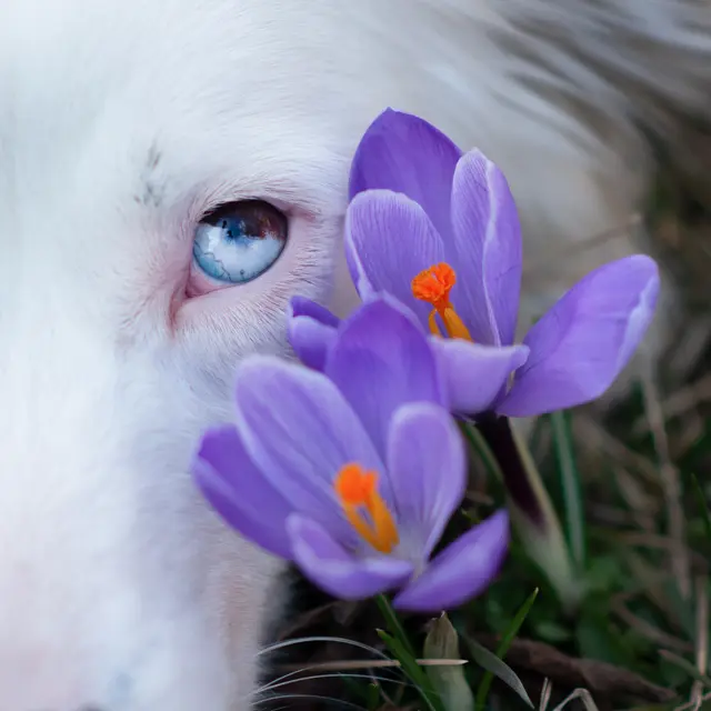 Rose steht jede Farbe, aber das Lila der Krokusse besonders. | Foto: Inez Dengscherz