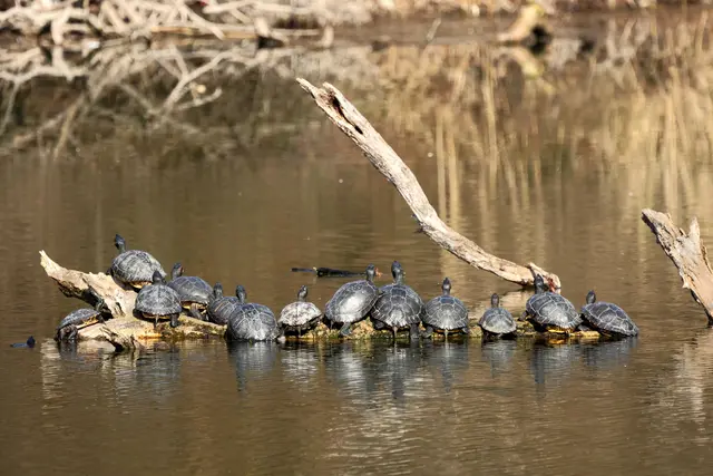 Gelbbauch- und Rotwangenschmuckschildkröten beim Sonnenbad | Foto: Brigitte Schweda