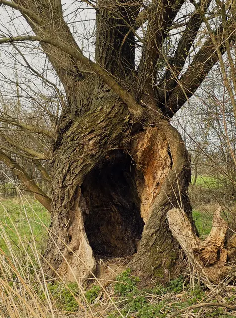 Baumhöhle | Foto: Margarete Czerwinski