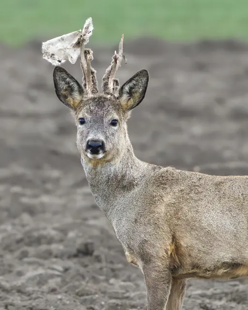 Dieser Rehbock hat anscheinend zu viel im abgedeckten Feld gewühlt | Foto: Thomas Berwein