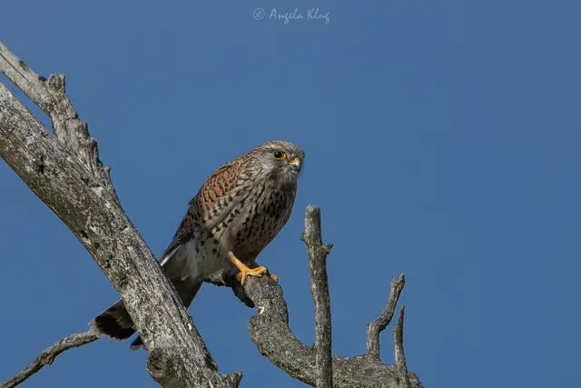 Wachsame Augen: Ein Falke auf seinem Ansitz | Foto: Angela Klug