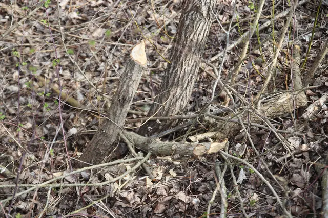 Die Biber hinterlassen am Ufer sichtbare Biss-Spuren. | Foto: MeinBezirk/Herwig Brucker