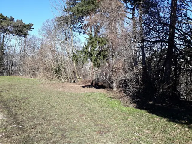 Anrainer sorgen sich, dass aus dem Wald eine Steppe werden könnte. | Foto: z.V.g.
