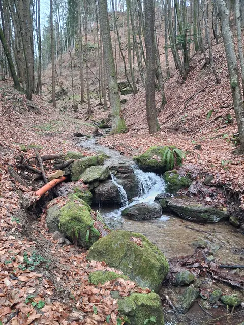 Am plätschernden Erlenbach entlang | Foto: Gold Michaela