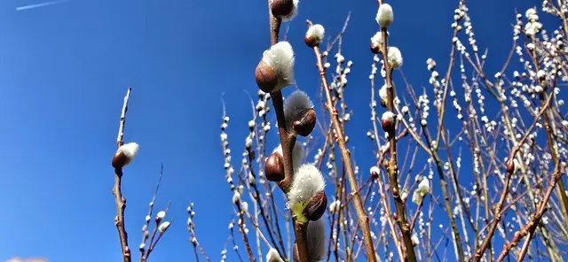 Palmkätzchen und der tief blaue Himmel | Foto: Franz Zeitlhofer