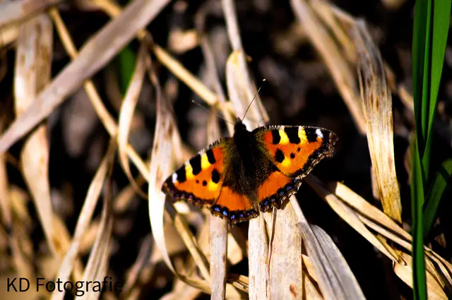 Frühling in der Au | Foto: Kurt Dvoran
