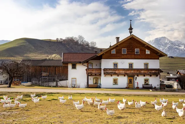 Thomanhof, Familie Imlauer, Saalfelden | Foto: SAM/nikolaus faistauer photography