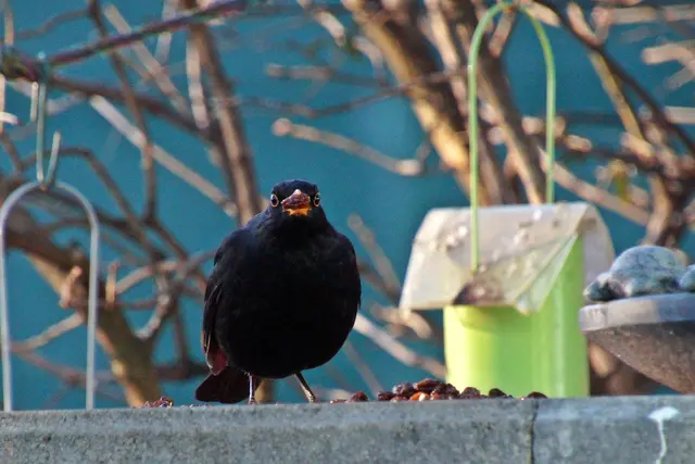 Amsel mit Rosine | Foto: Traude Mika
