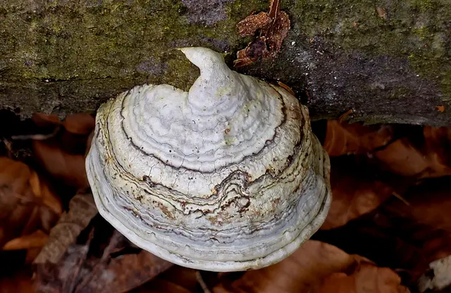 Zunderschwamm | Foto: Margarete Czerwinski