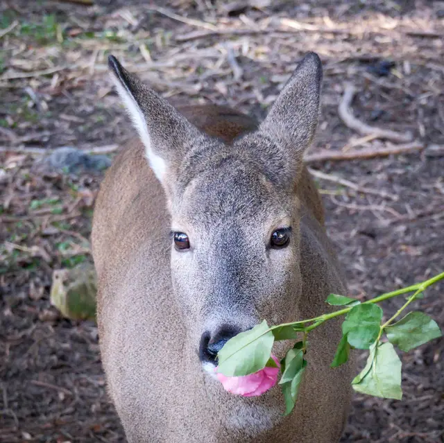 Gnadenhof Tierpark Wolfsgraben | Foto: Peter Ackermann