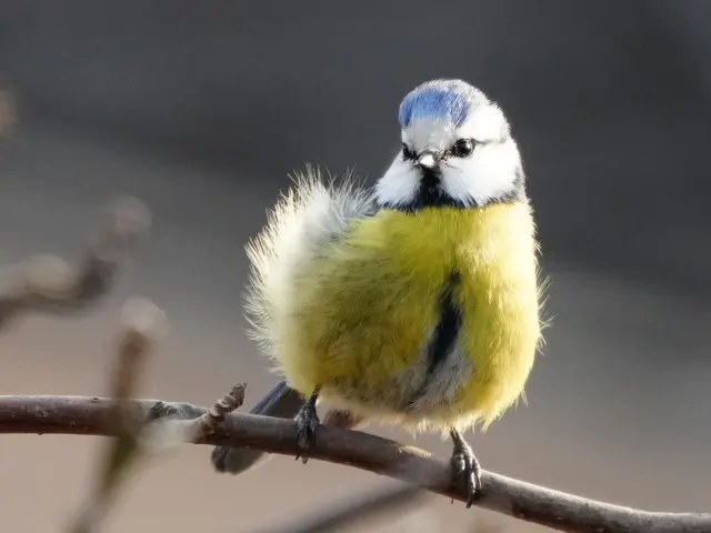 Der lästige Wind | Foto: Helmut Krutz