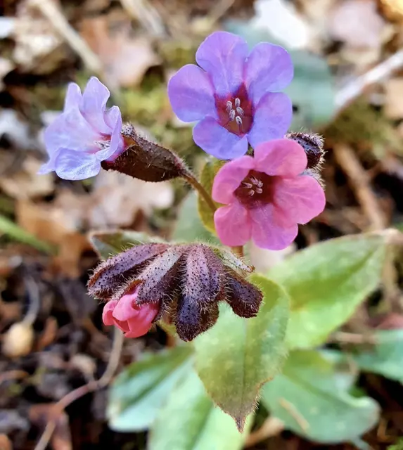 Hänsel und Gretel, die Liebe erblüht aufs Neue | Foto: Margarete Czerwinski