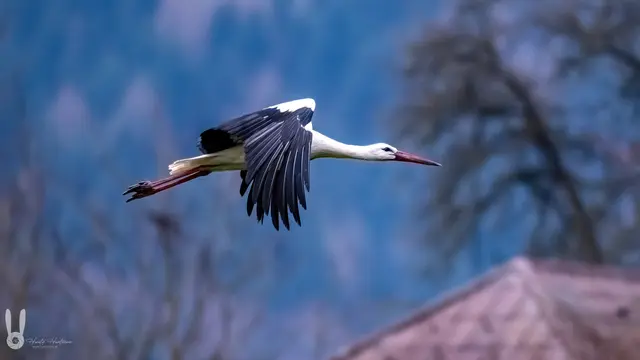 Besuch einer Storchenfamilie in Perwarth | Foto: Harald Haselsteiner