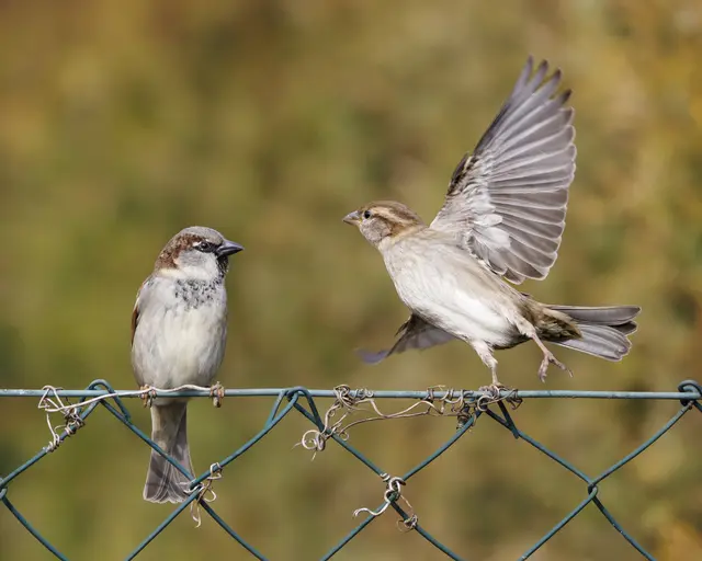 Kleines Shooting am Gartenzaun | Foto: Thomas Berwein