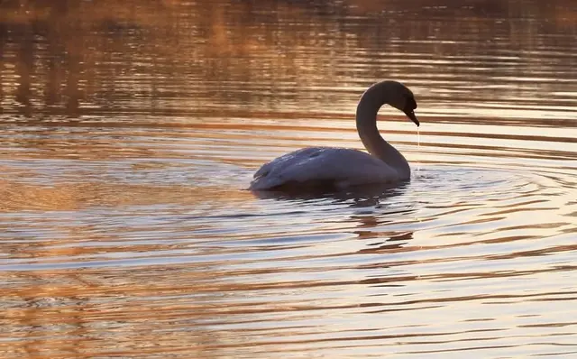 Baden beim Sonnenaufgang | Foto: Lilia Olchowa