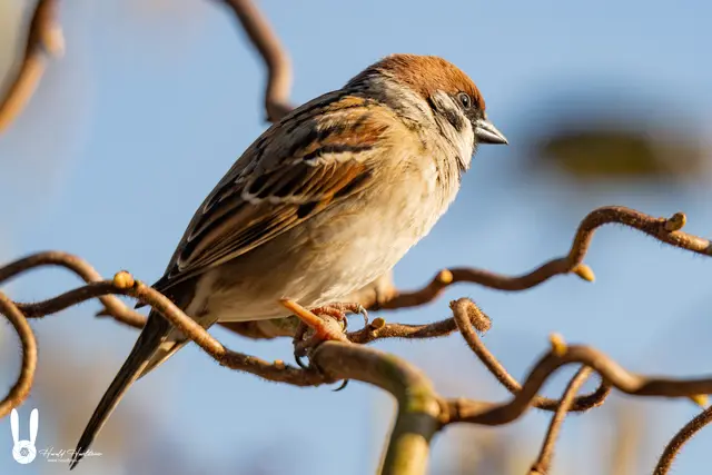 Auf Beobachtung | Foto: Harald Haselsteiner