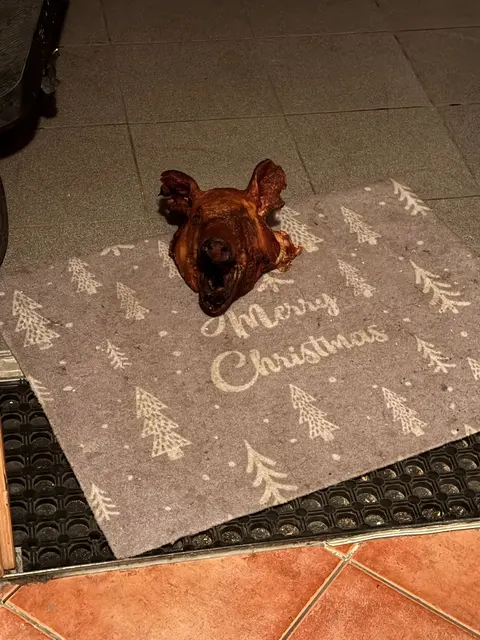 Der Schweinskopf wurde auf eine Weihnachtsmatte gelegt und mit der Notiz "Happy Ramadan ihr Affen" ergänzt.  | Foto: Bündnis gegen Rechts/ Privat