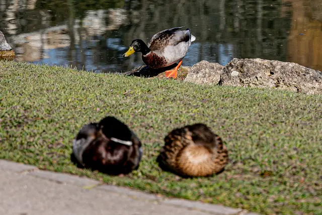 Schlafwächter | Foto: Peter Ackermann