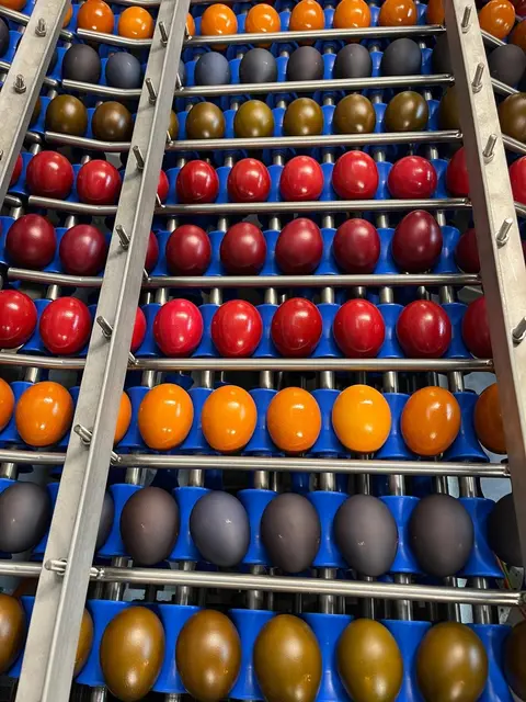 In der Biofärberei erhalten die Eier österliches Aussehen. | Foto: MeinBezirk/Isabella Friessnegg