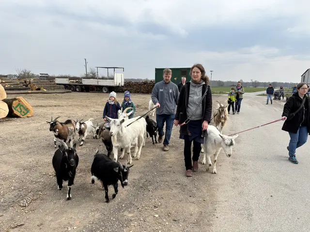 Unterwegs mit Ziegen