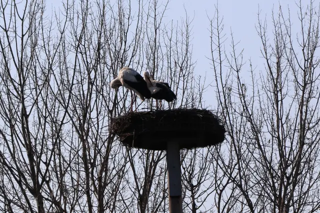 Das Messner-Storchenpaar ist gut in Stainz gelandet