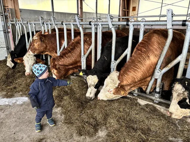 Die Philosophie beginnt bereits bei der Fütterung des Viehs, die auf langsames Wachstum und hohe Fleischqualität ausgelegt ist. | Foto: MeinBezirk/Astrid Moder