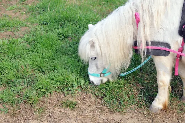 Foto: mamaraZZa photo