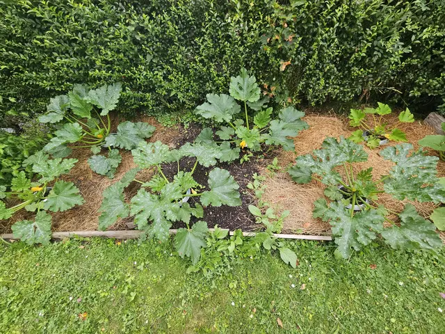 Mulchversuch mit Zucchini aus dem Jahr 2025  | Foto: RML