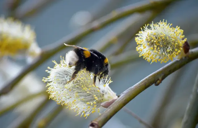 Palmkätzchen dienen Hummeln, Wildbienen und Schmetterlingen als eine der ersten Nahrungsquellen der Saision.  | Foto: pixabay / neelam279