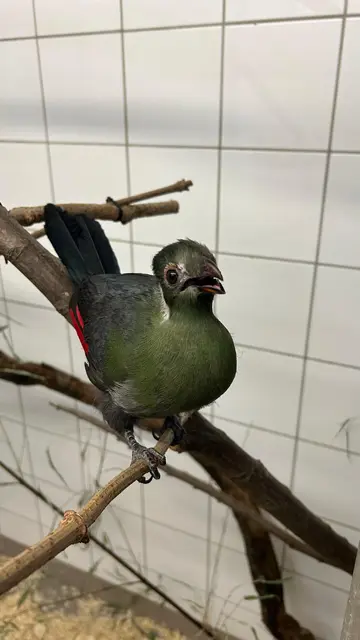 Weißohrturako Tokoloshe konnte im Zoo Linz erfolgreich von Hand aufgezogen werden.  | Foto: Zoo Linz