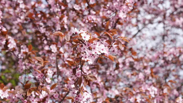 Kirschblüte in Wien: Bald ist es wieder soweit! | Foto: Andreas Pölzl/MeinBezirk