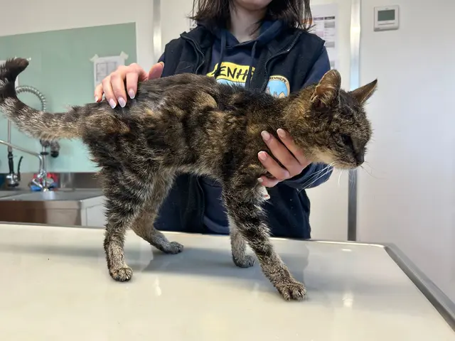 Katze in schlechtem Zustand gefunden