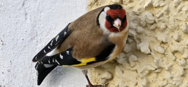 Stiglitz oder Gold Fink | Foto: Franz Zeitlhofer