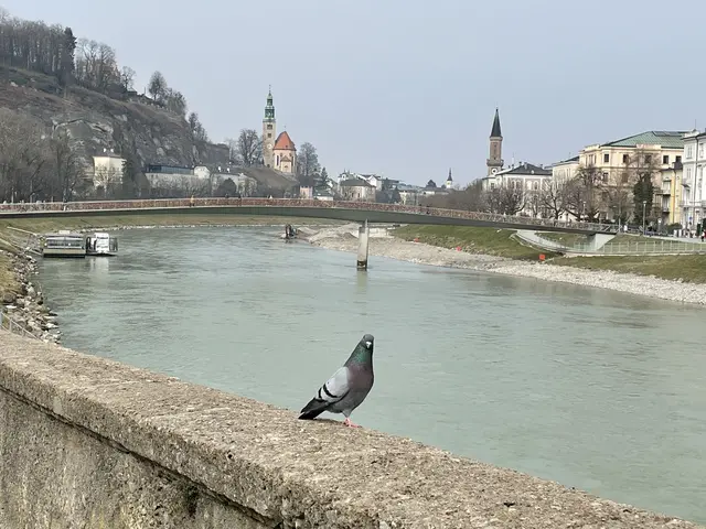 Hans Lutsch ist überzeugt, dass die Errichtung von Taubenschlägen ideal wäre. Somit hätten die Vögel einen adäquaten Lebensraum inklusive Verpflegung und würden keine Probleme mehr machen. | Foto: Symbolbild: sm
