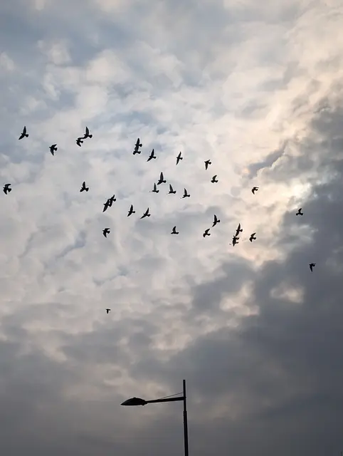Himmel über Wiener Neustadt | Foto: Zsuzsanna Richter