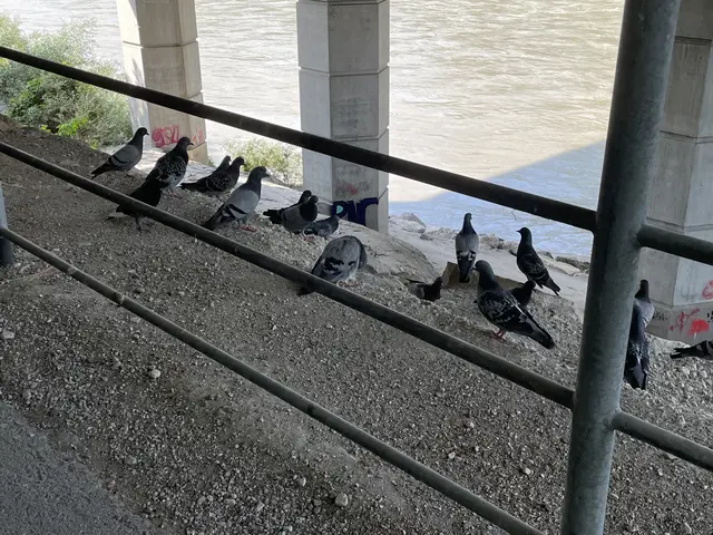 Tauben in der Stadt Salzburg. | Foto: sm