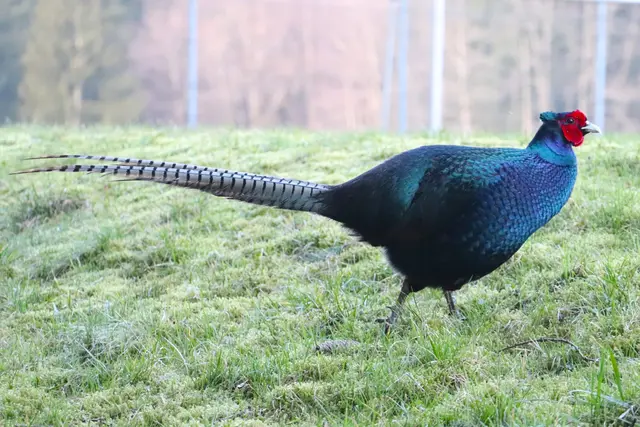 ....dem ?FRÜHLING auf der Spur