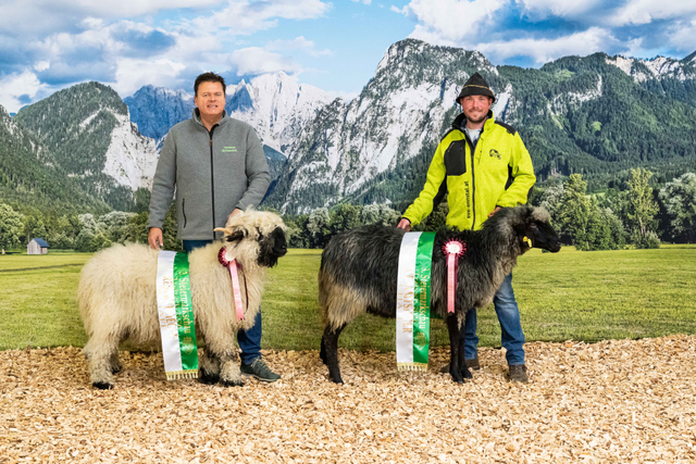 Gesamtsieger Sonstige Bergschafrassen weiblich: Edgar Wernbacher und Franz Lackner mit ihren Tieren.  | Foto: Steirischer Schaf- und Ziegenzuchtverband
