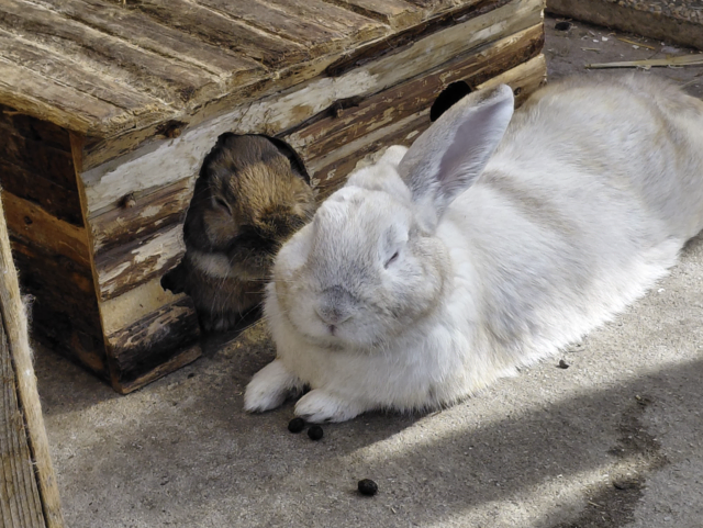 Smokey & Honey ein Herz und zwei flauschige Seelen auf der Suche nach ihrem Zuhause