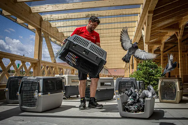 Gut Aiderbichl soll in Zukunft die Betreuung der Taubenschläge in der Stadt Salzburg übernehmen. | Foto: Gut Aiderbichl