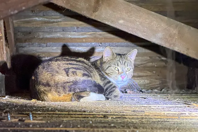 Kater Jimmy konnte unverletzt die Garage verlassen. | Foto: Fotokerschi/FF Lenzing